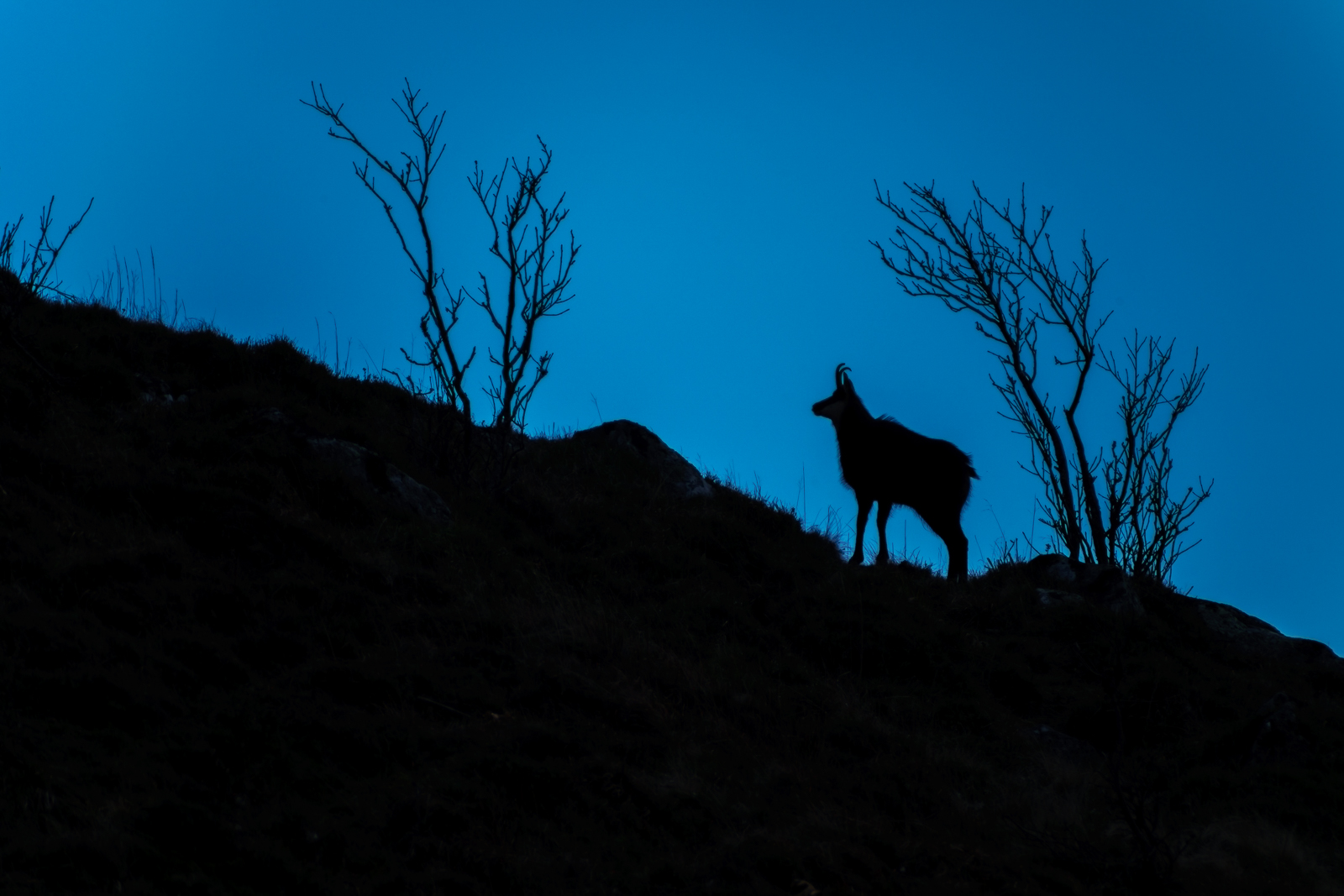 Les chamois des Hautes Vosges