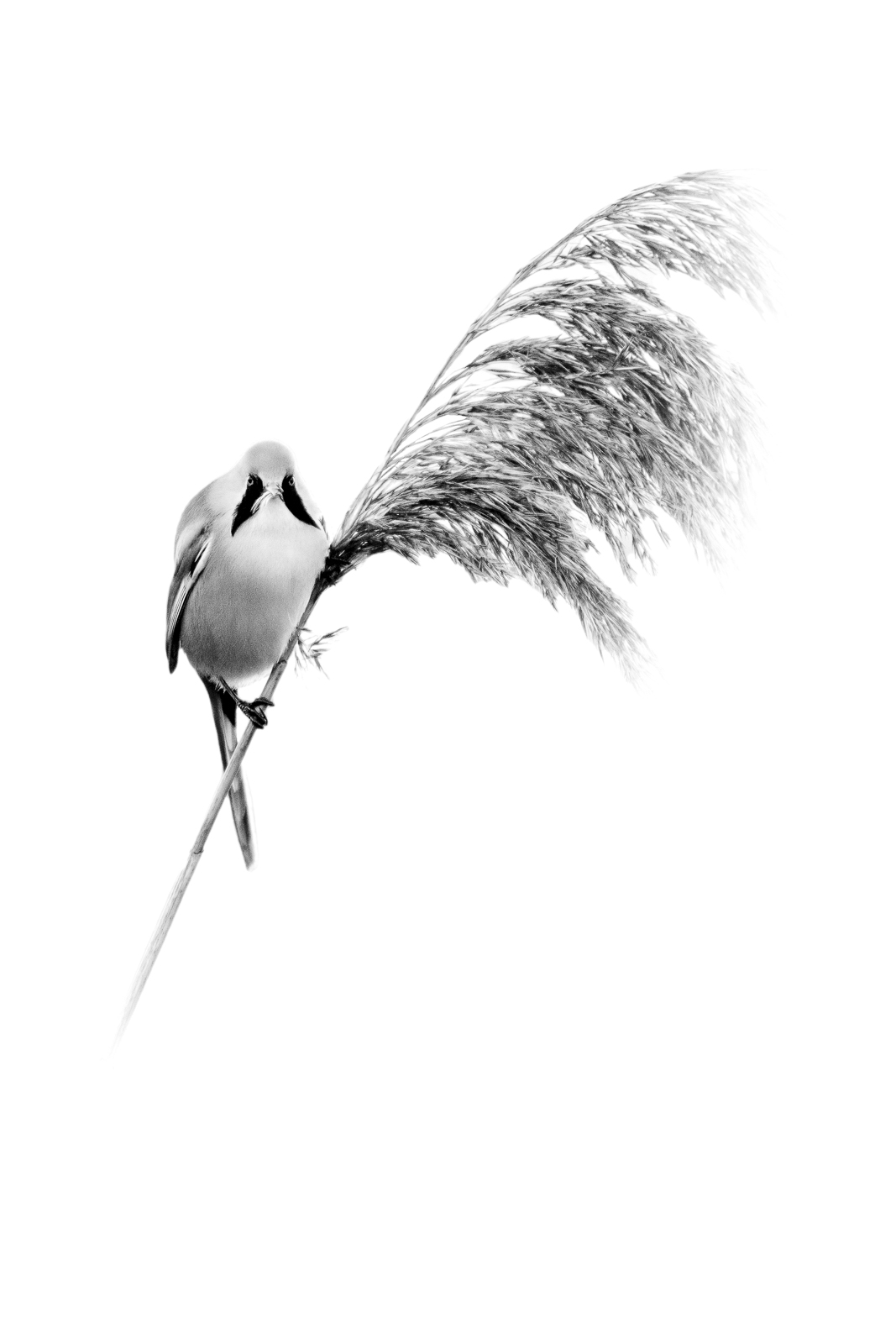 Panure à moustaches