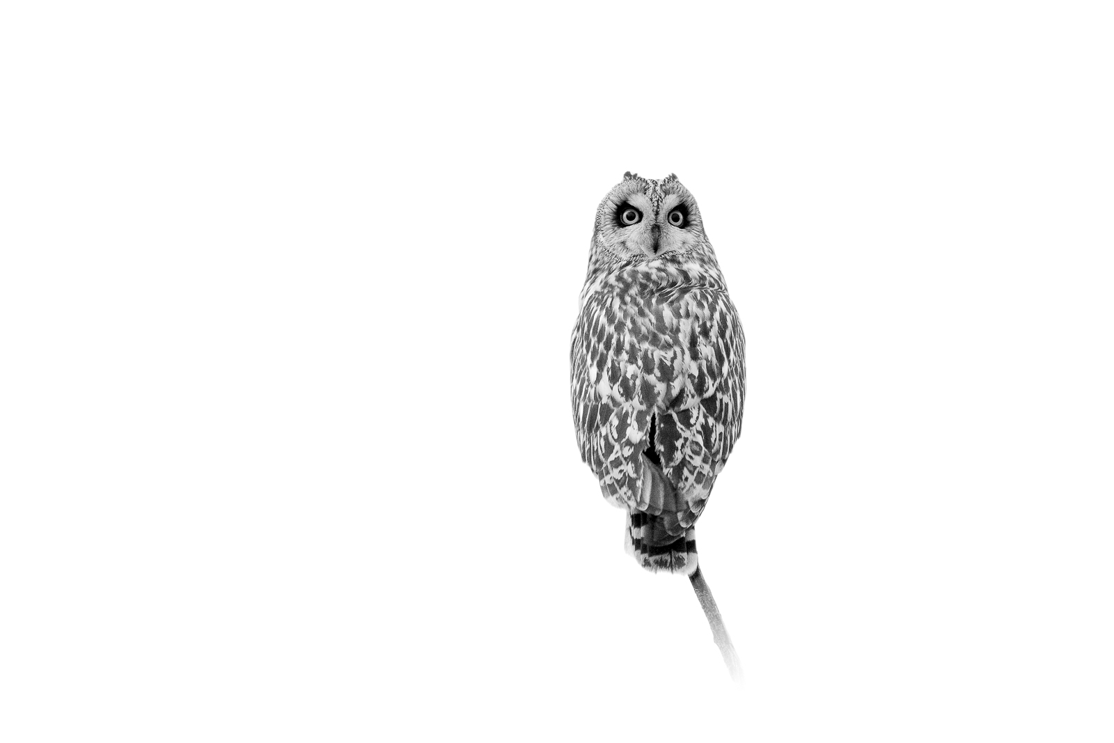 Hibou des marais