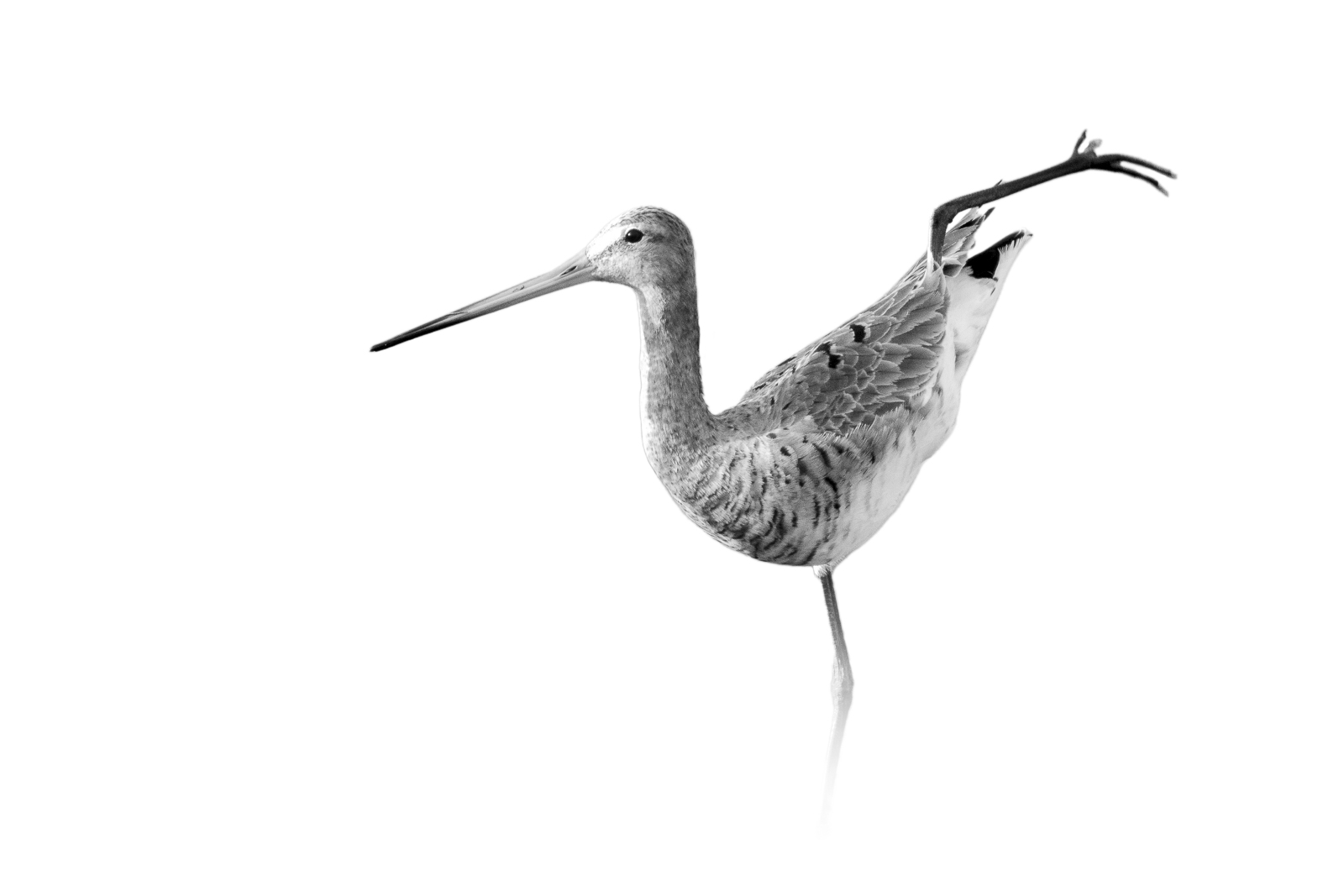 Barge à queue noire