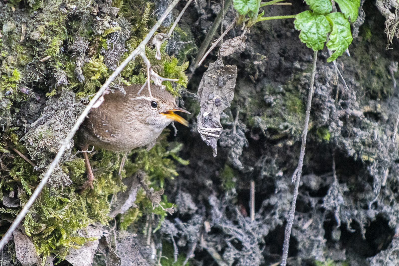 Troglodyte mignon