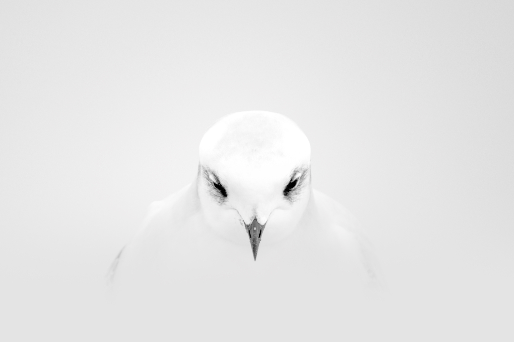 Mouette de Ross