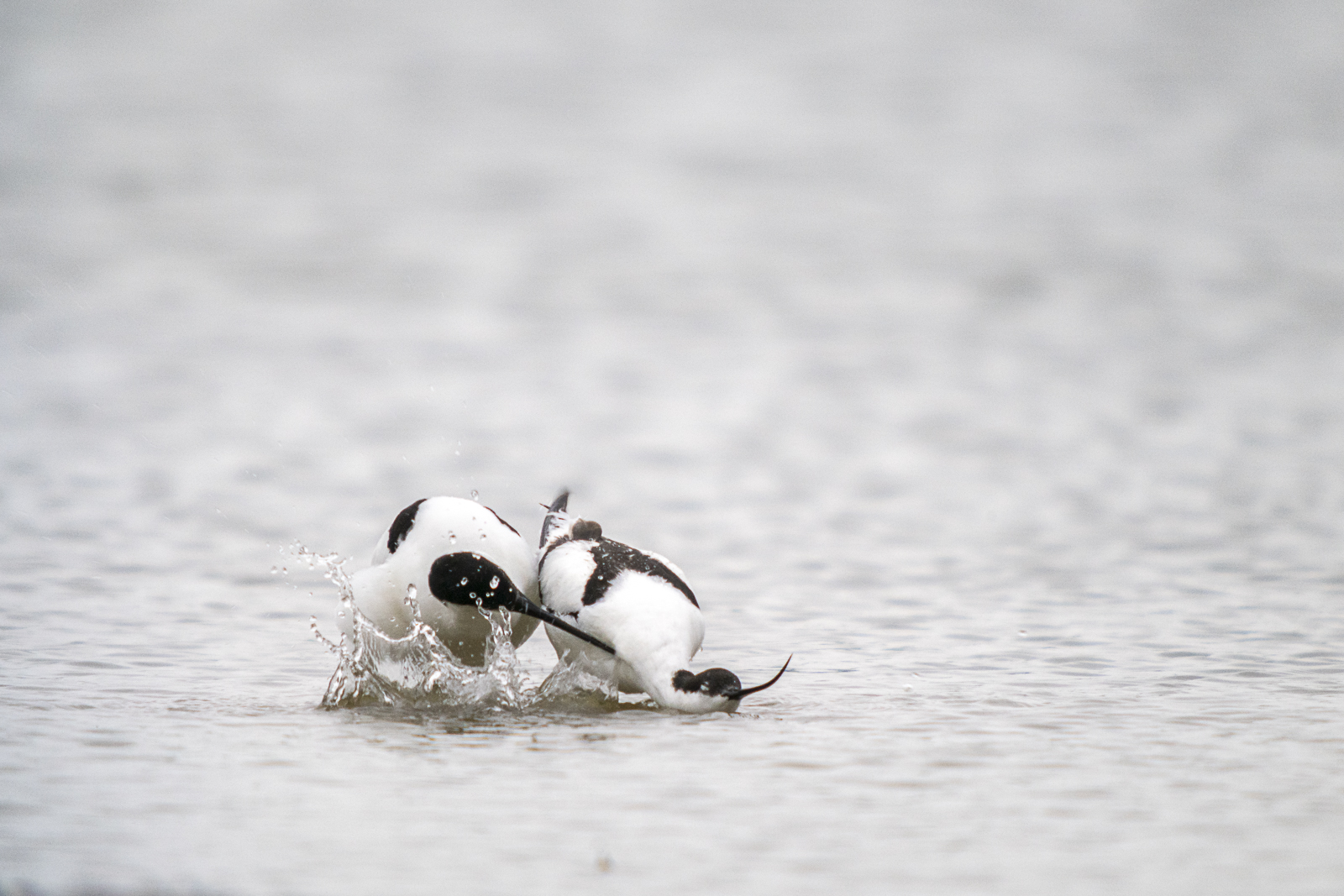 Avocettes élégantes