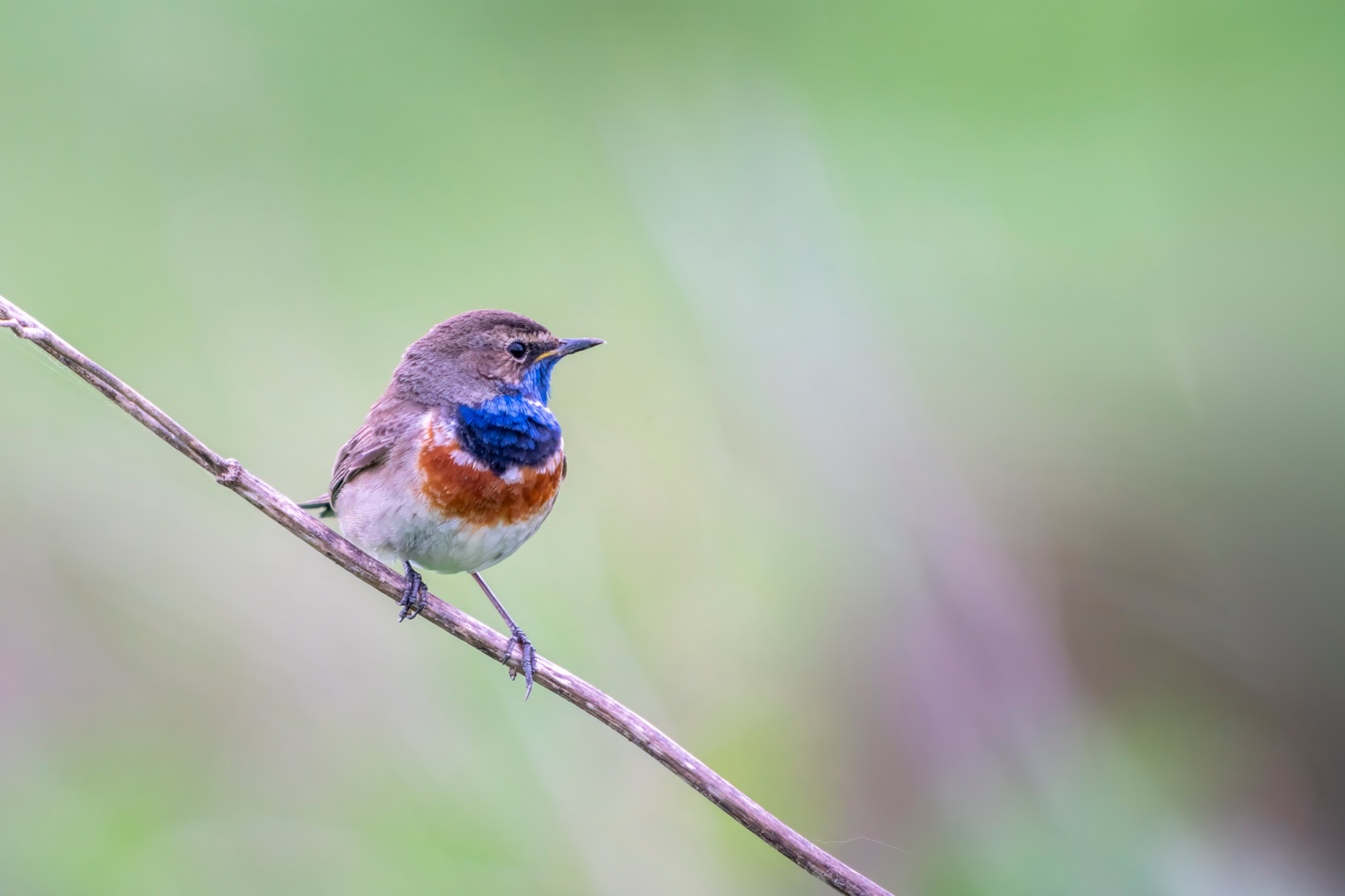 Gorgebleue à miroir