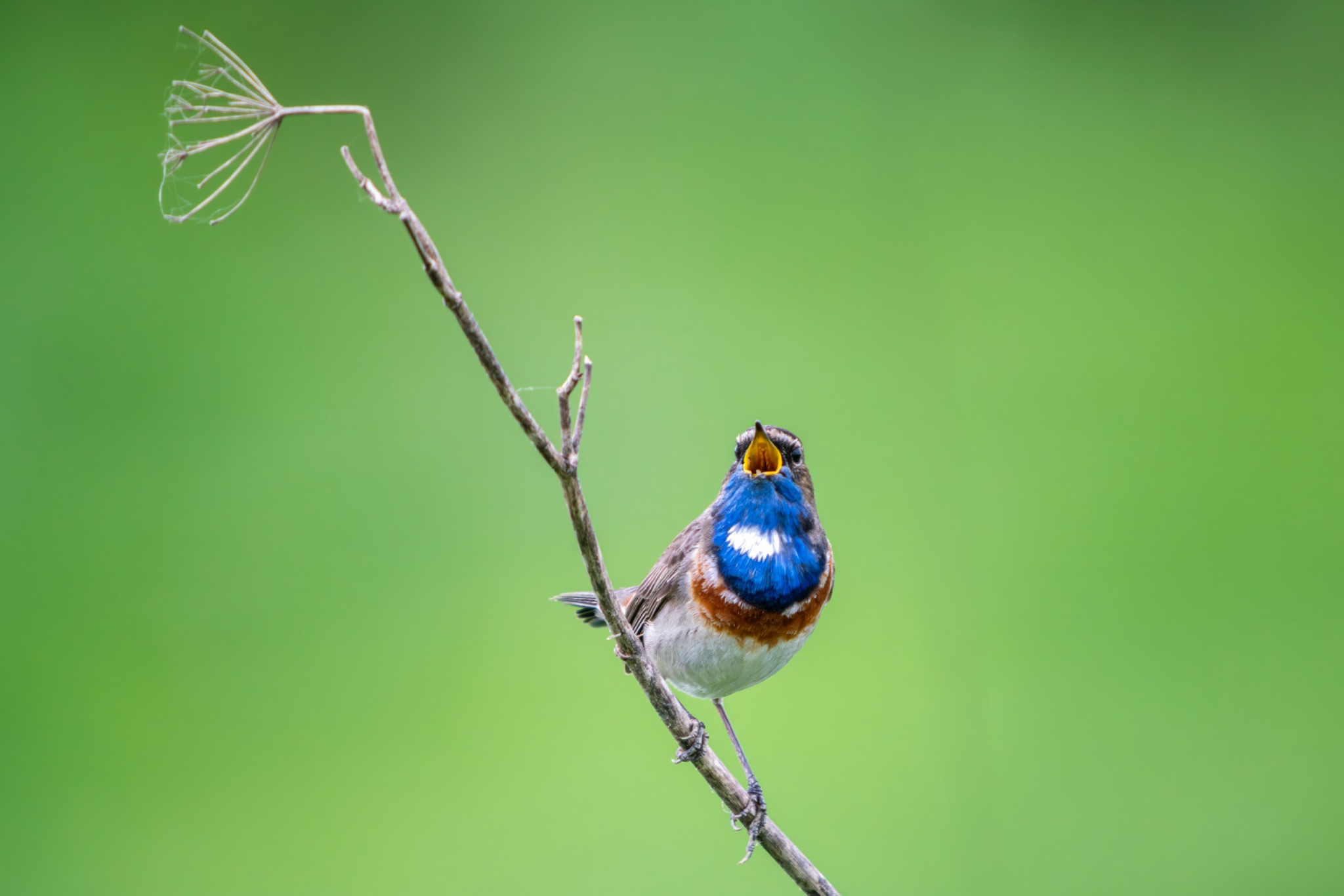 Gorgebleue à miroir