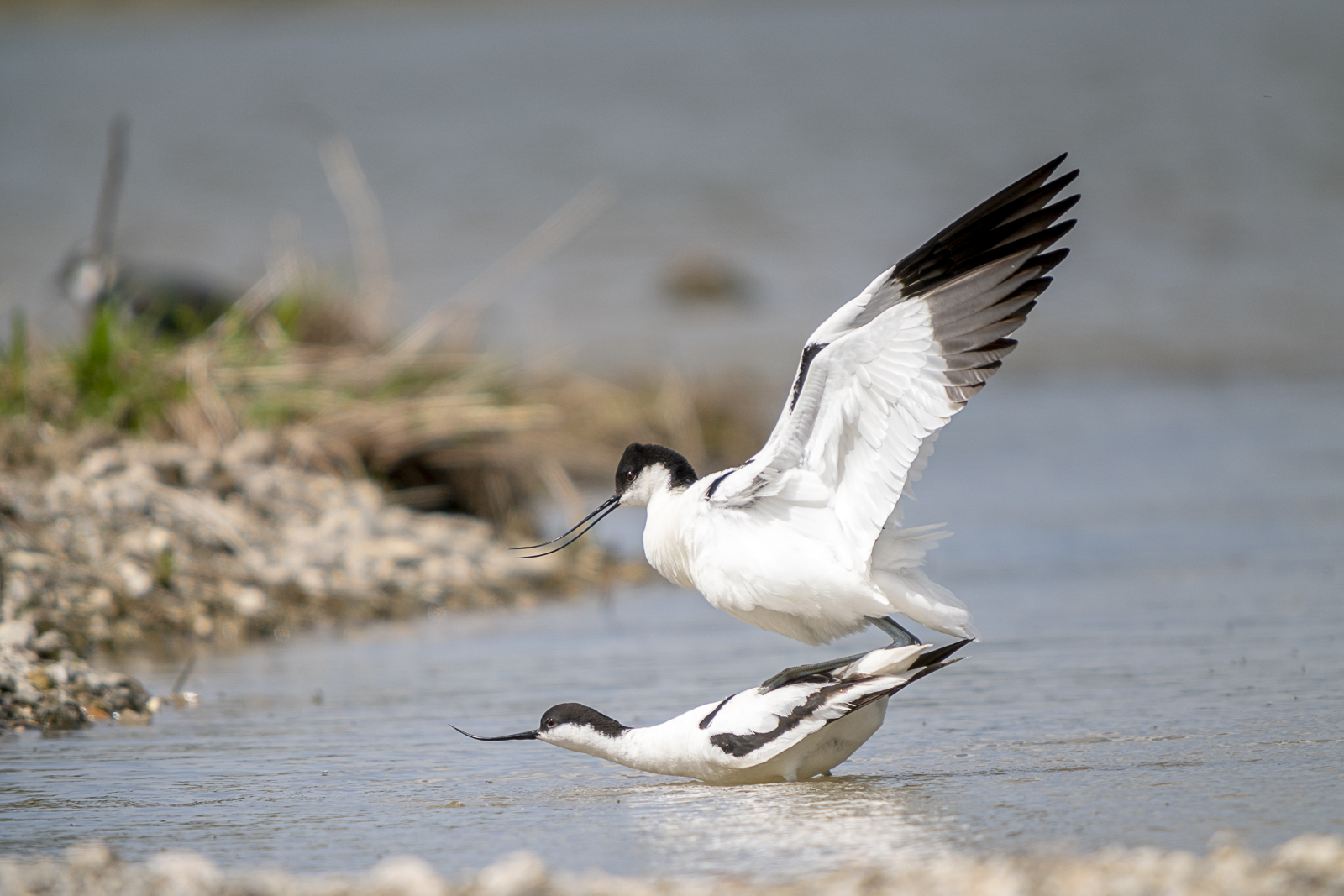 Avocettes élégantes