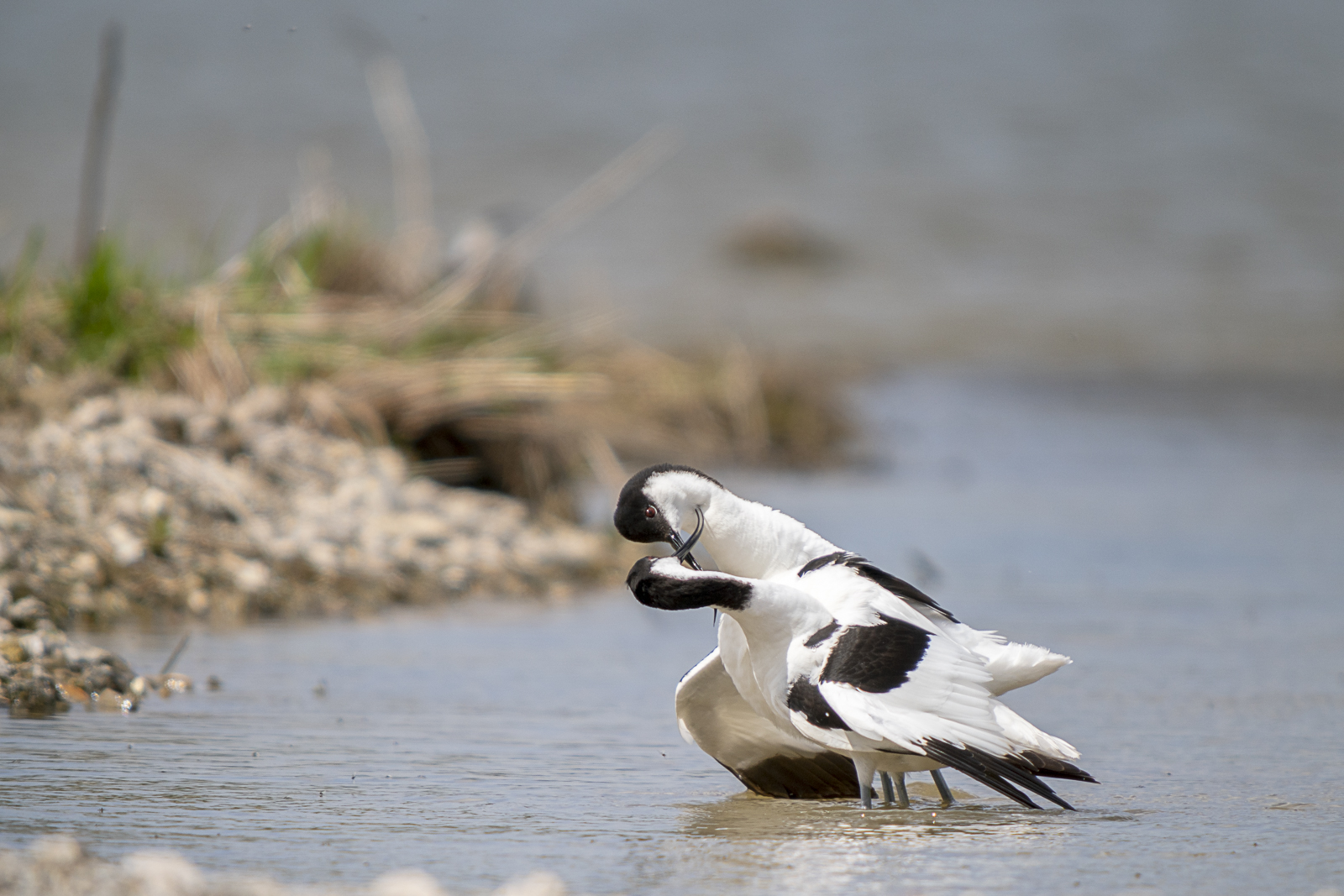 Avocettes élégantes