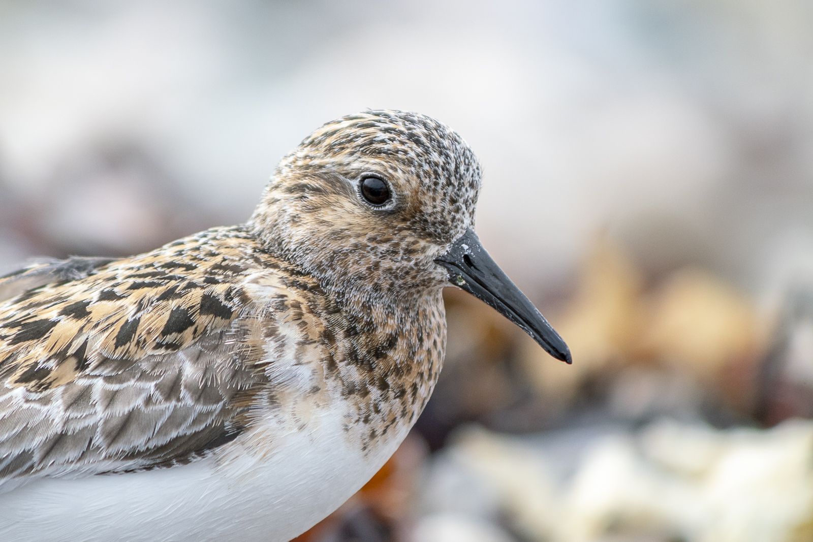 Bécasseau sanderling