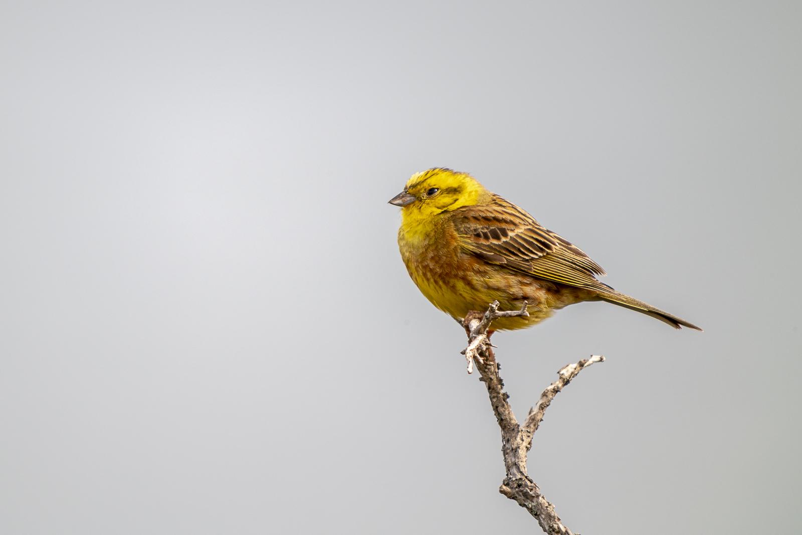 Bruant jaune