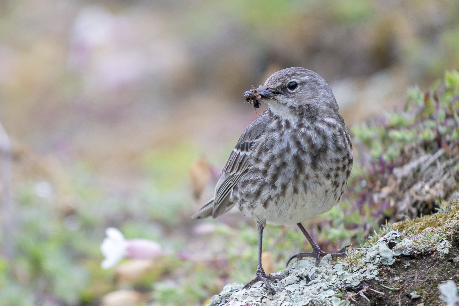 Pipit maritime