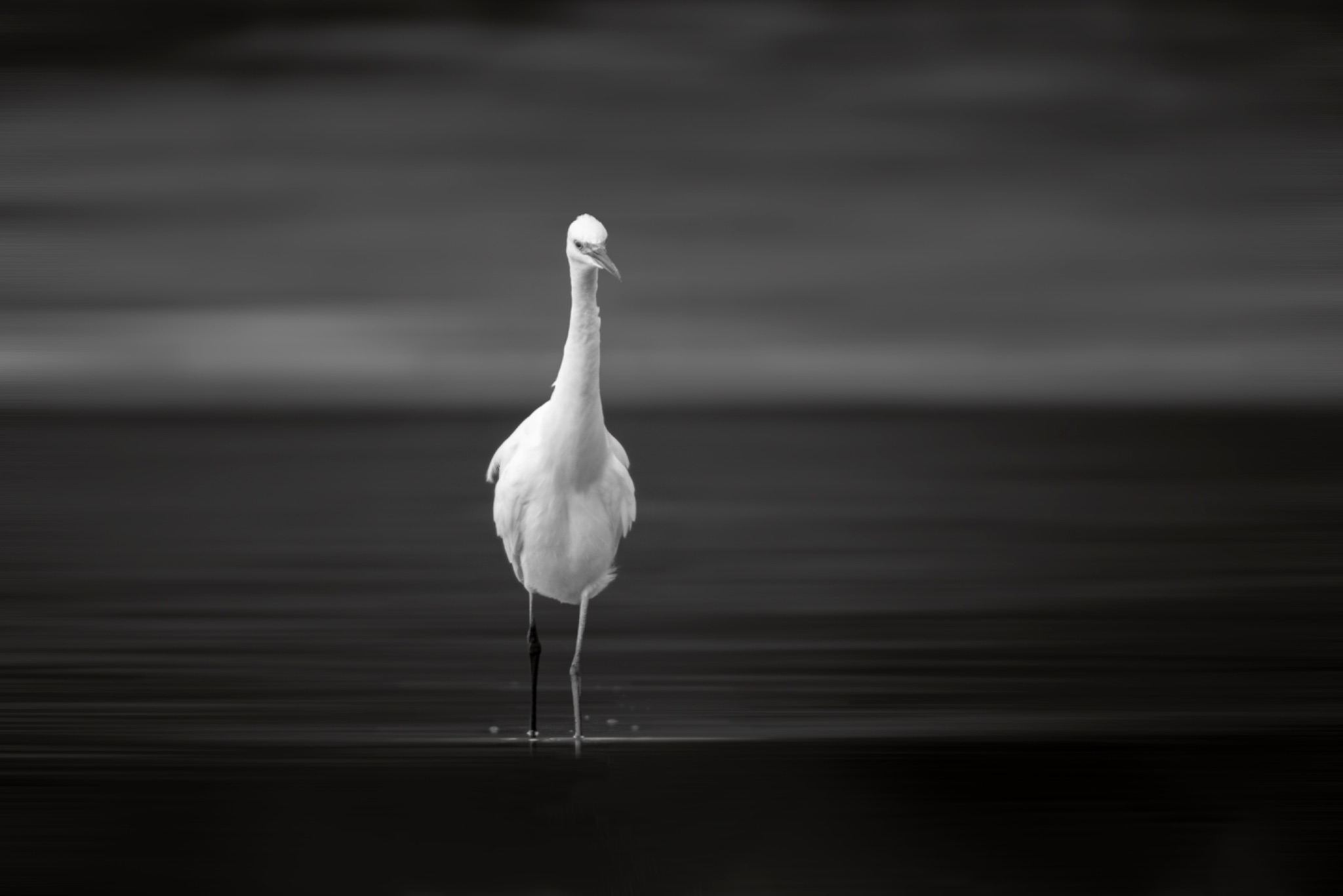 Aigrette garzette