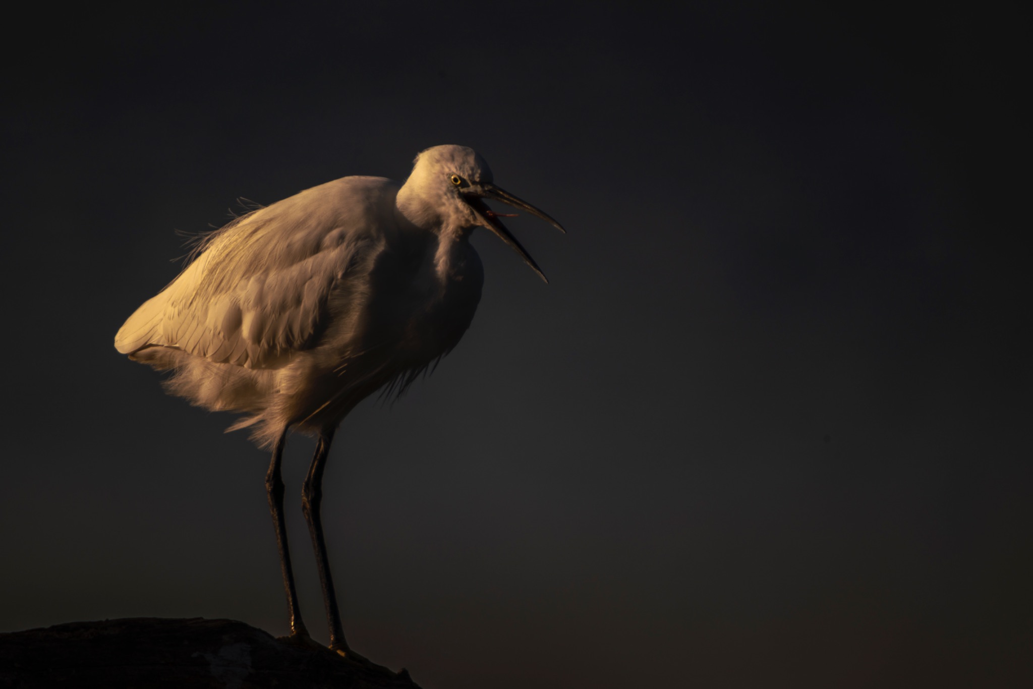 Aigrette garzette