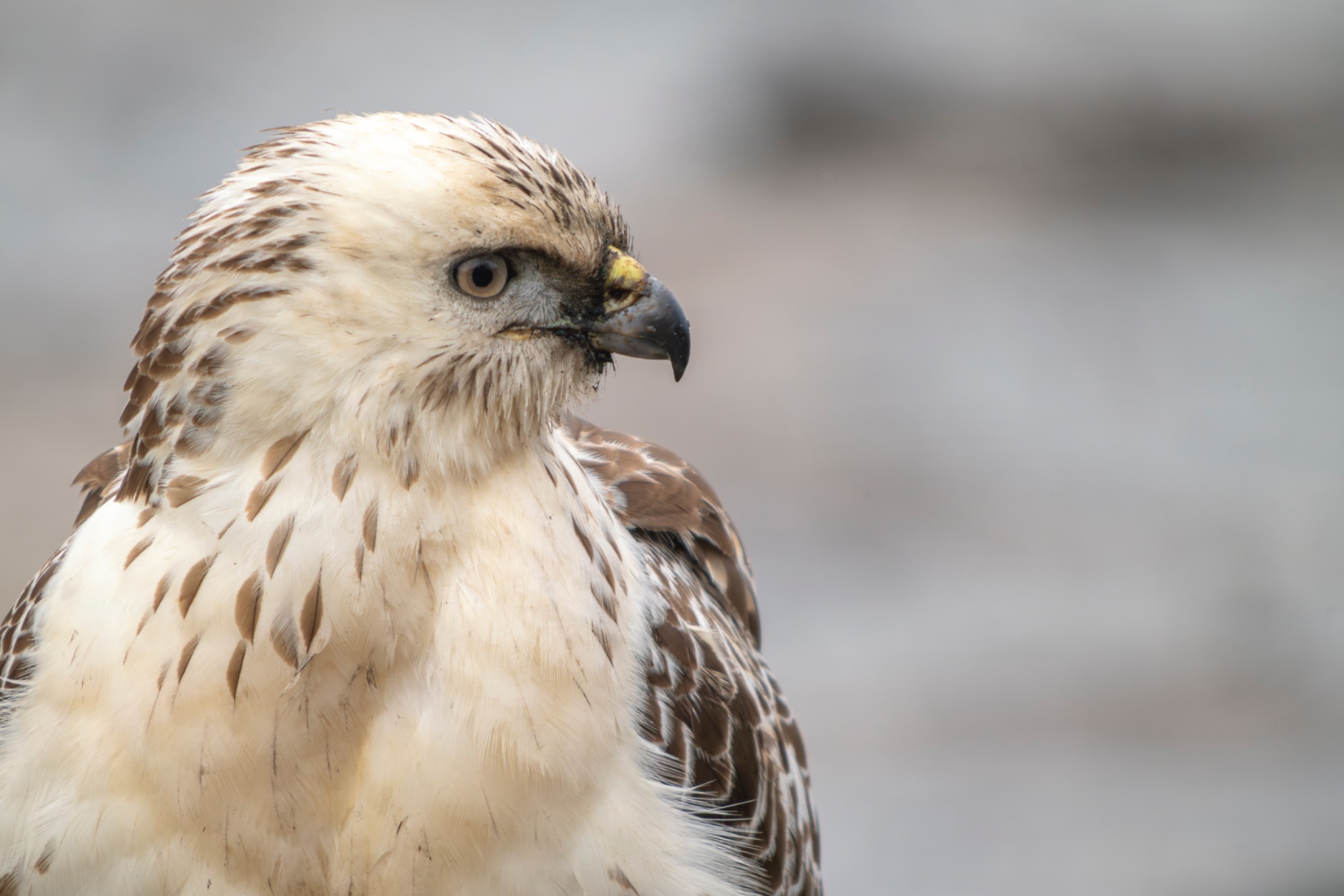 Buse variable