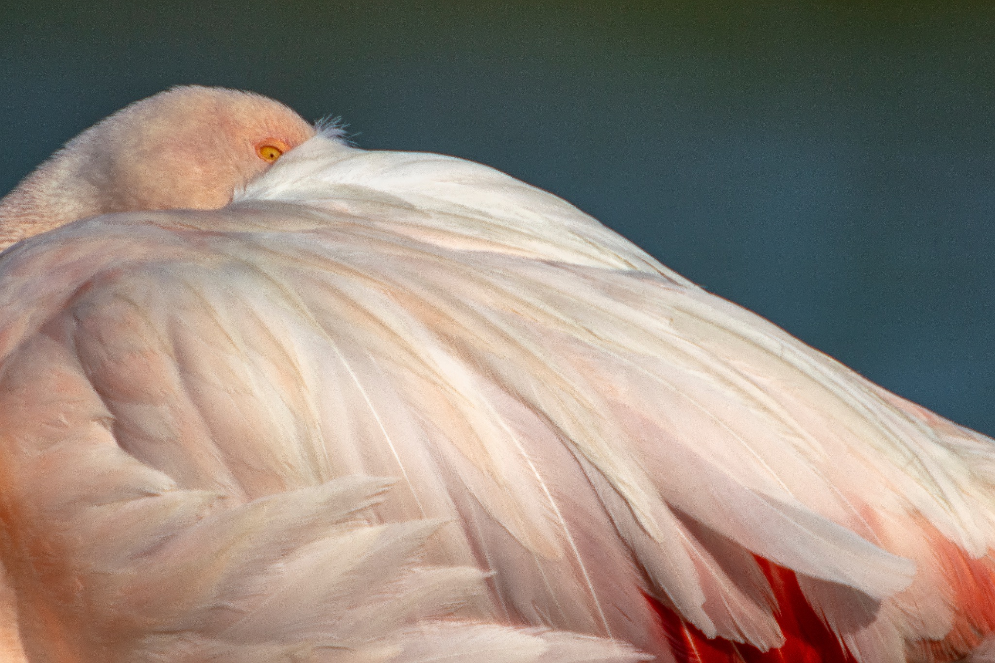 Flamant rose