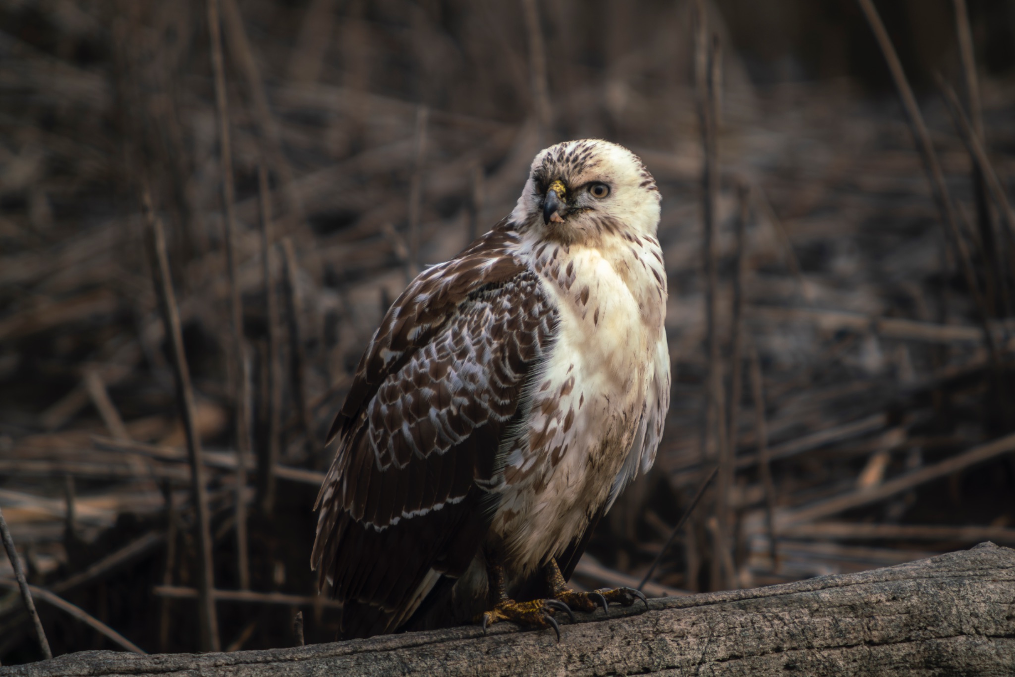 Buse variable