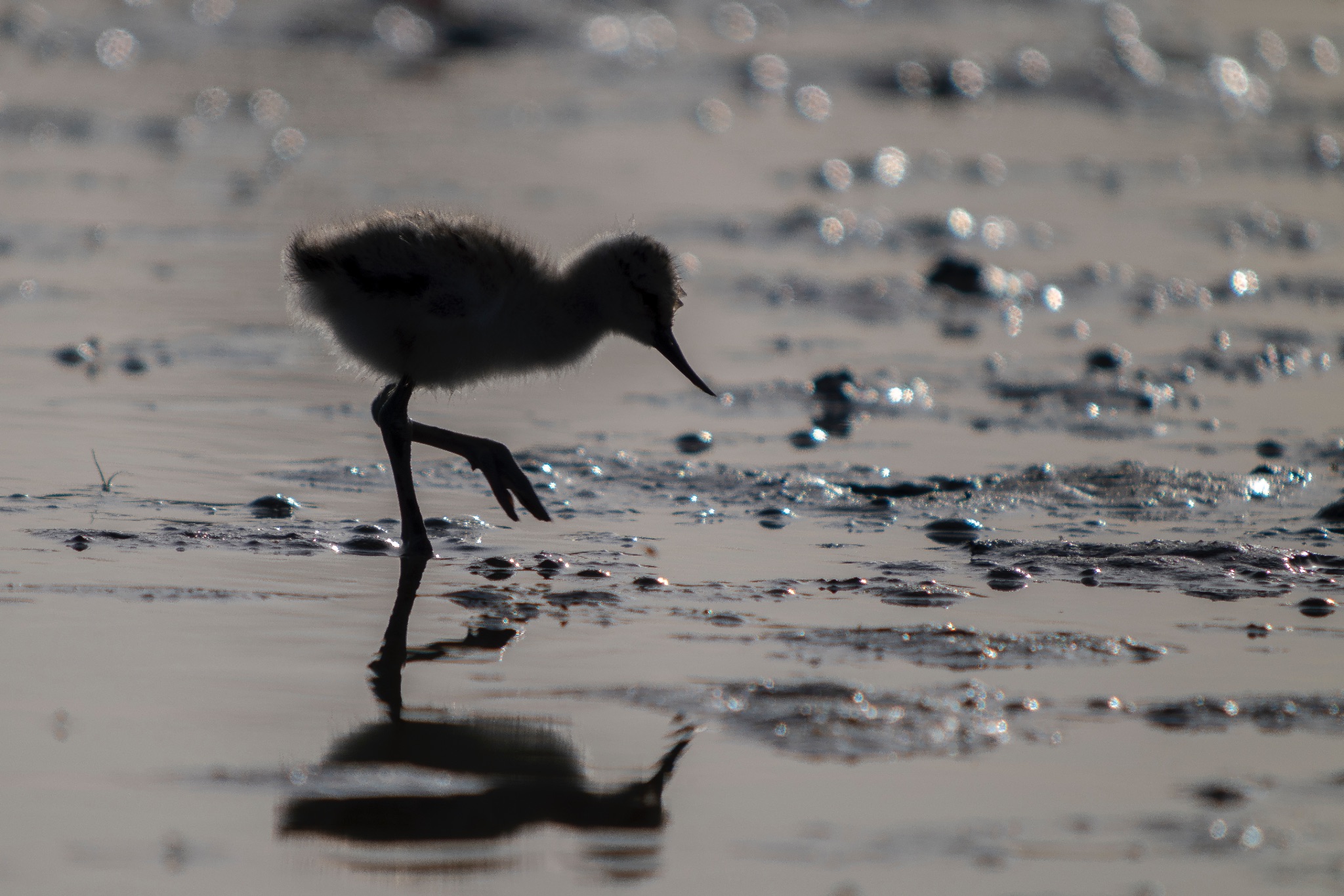 Avocette élégante (Poussin)