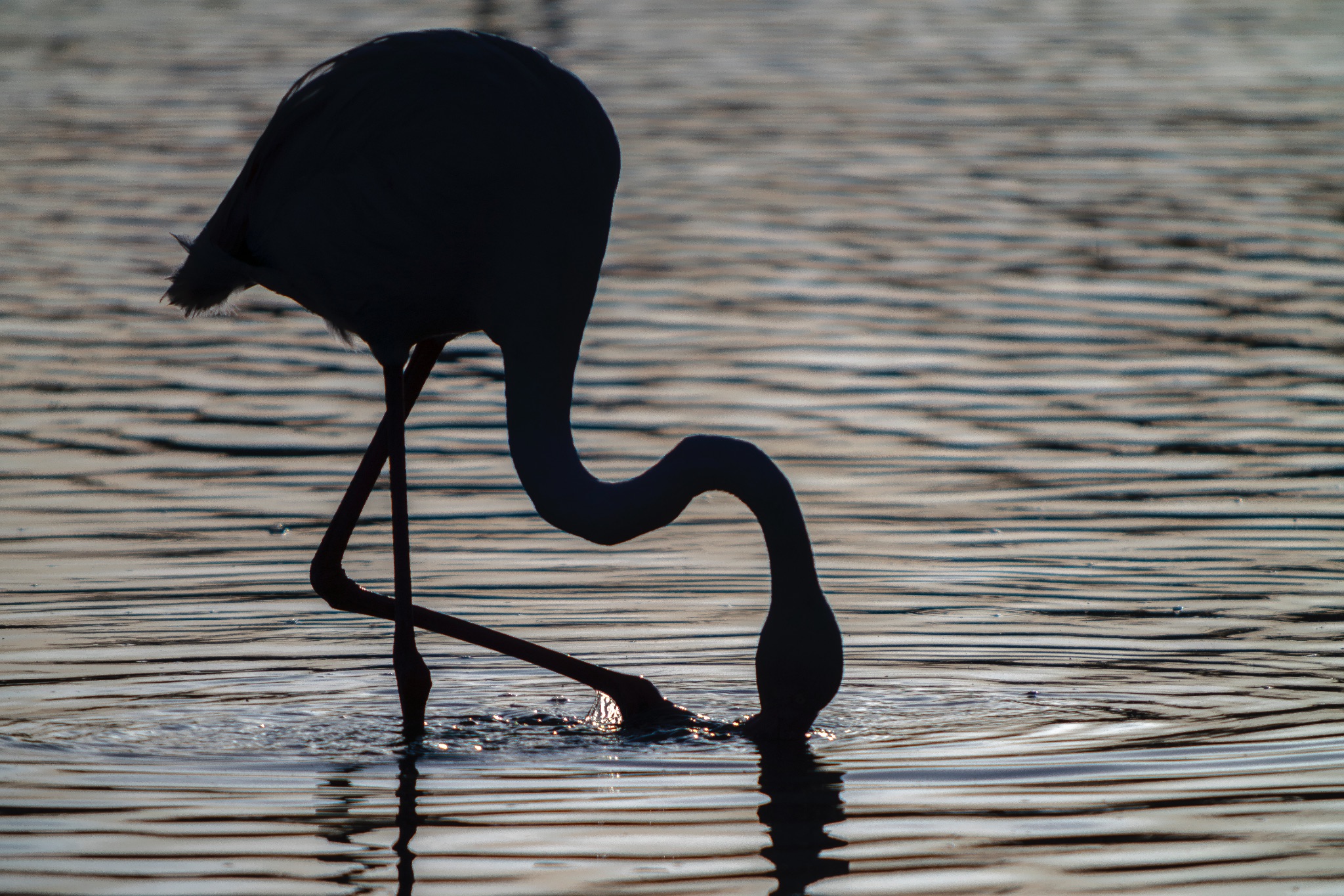 Flamant rose
