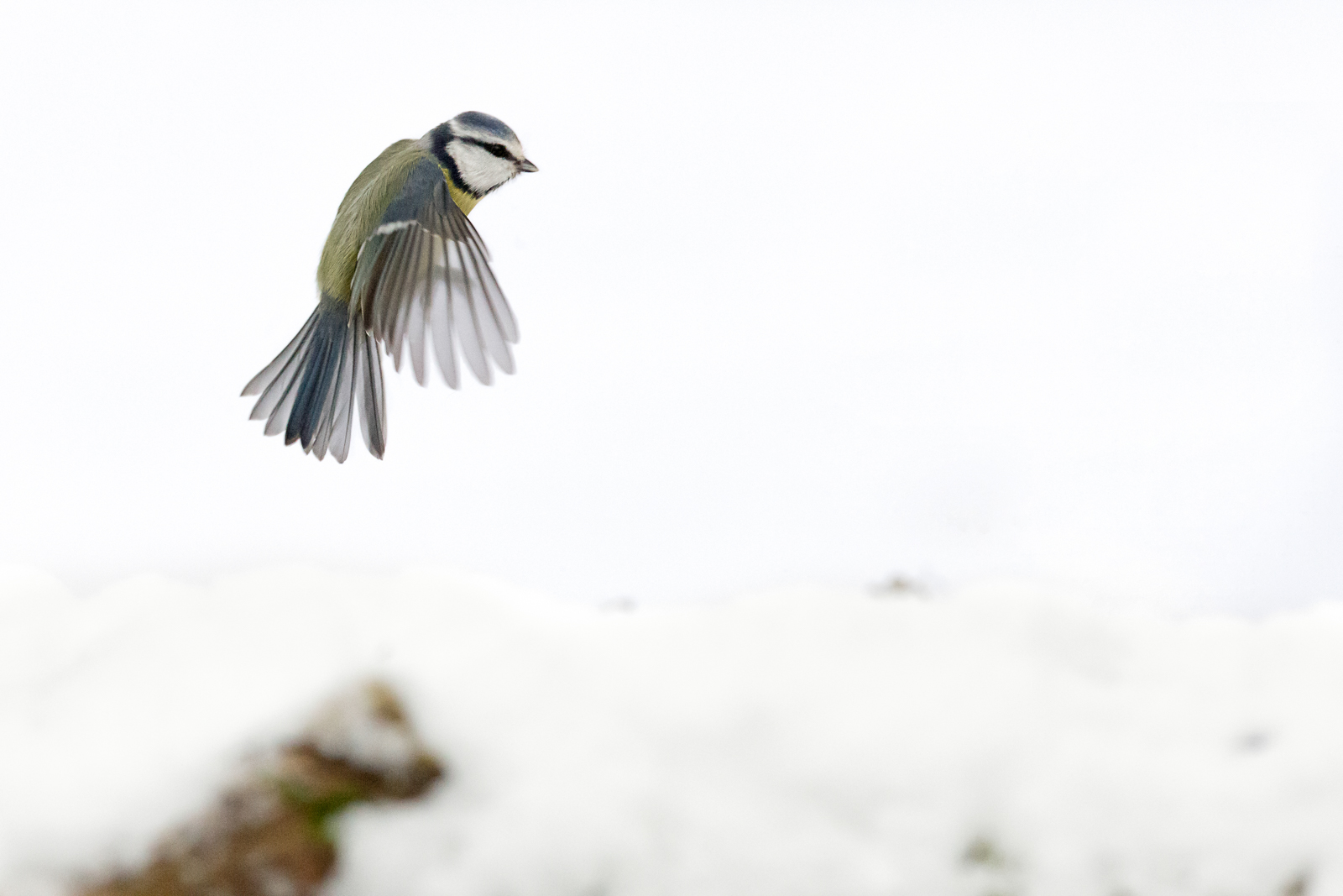 Mésange bleue