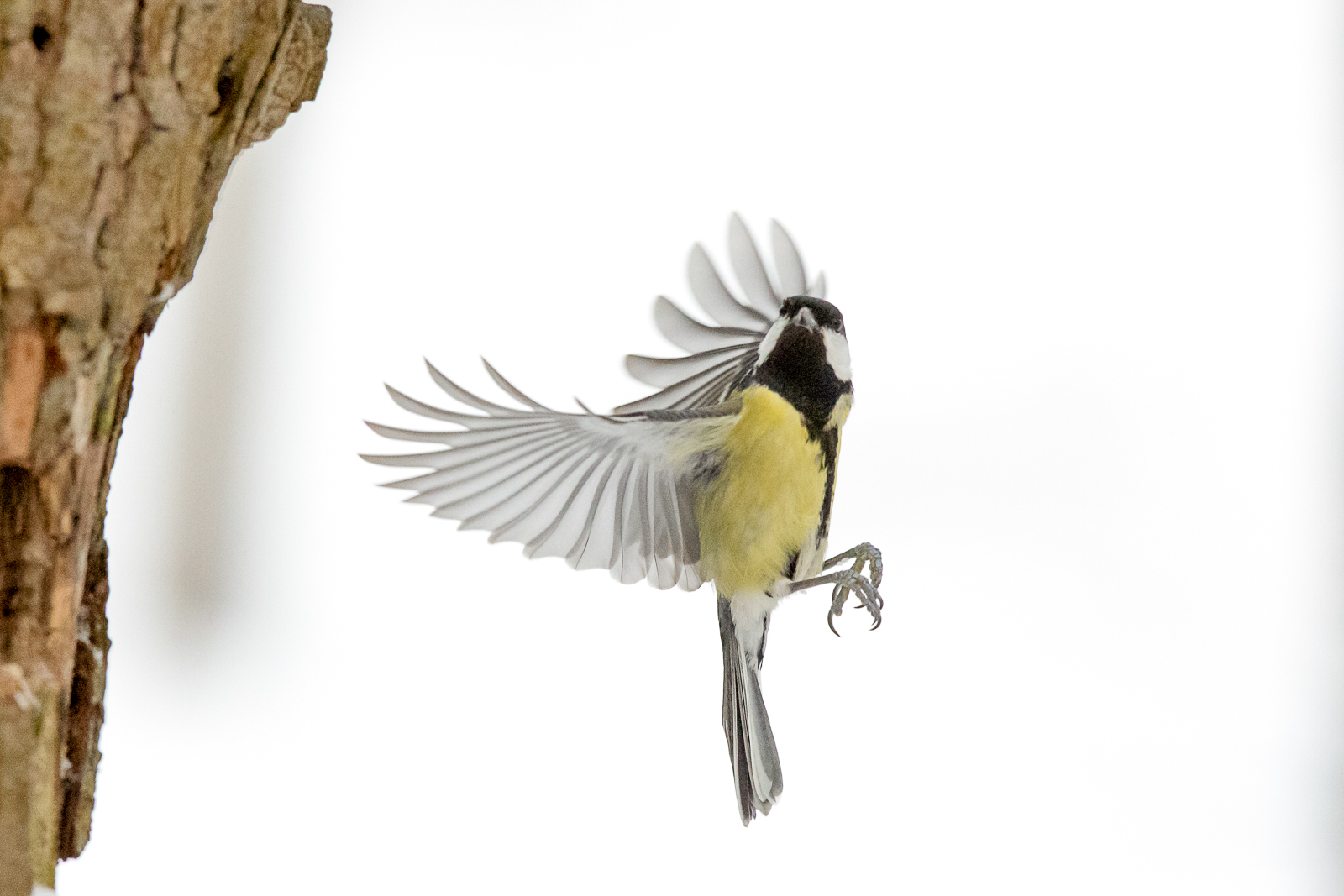 Mésange charbonnière