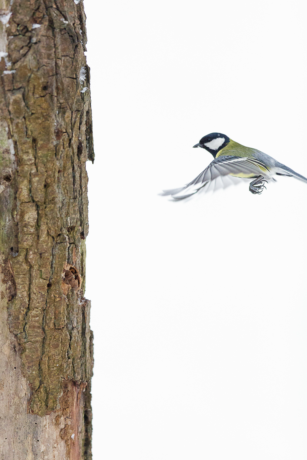 Mésange charbonnière