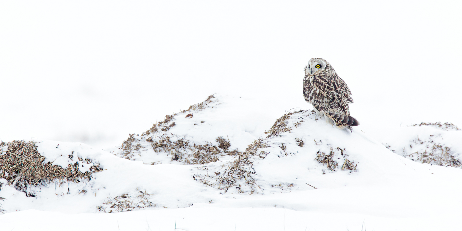 Hibou des marais