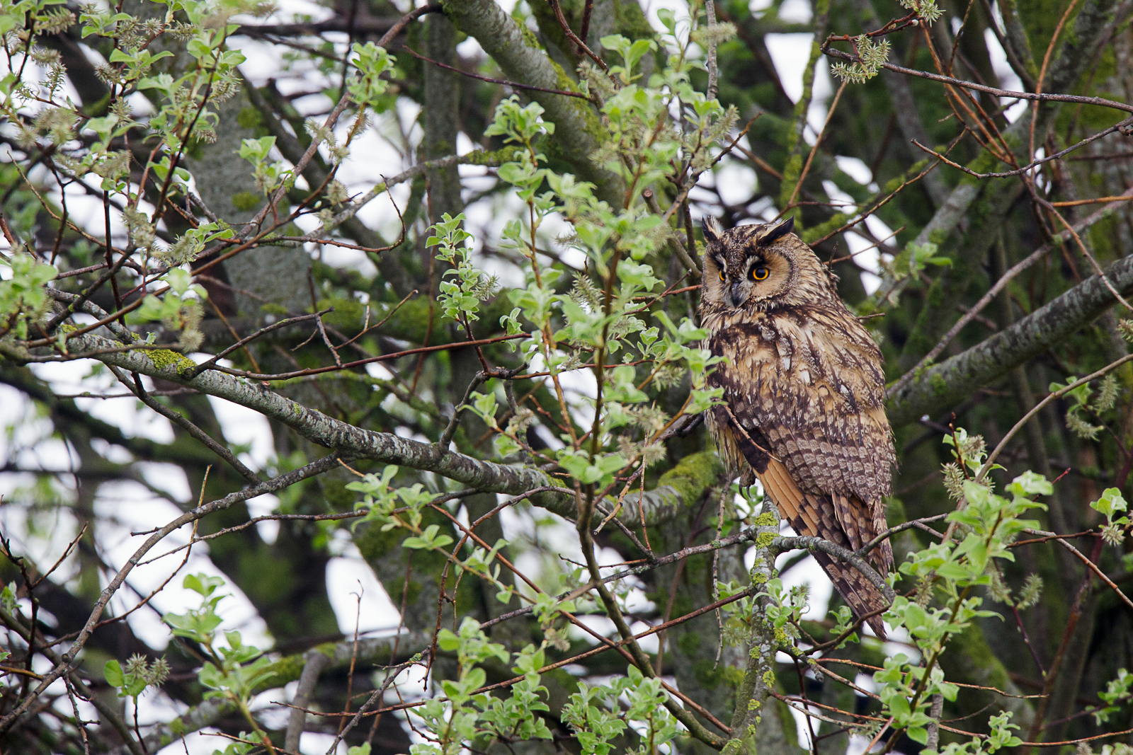 Hibou moyen duc