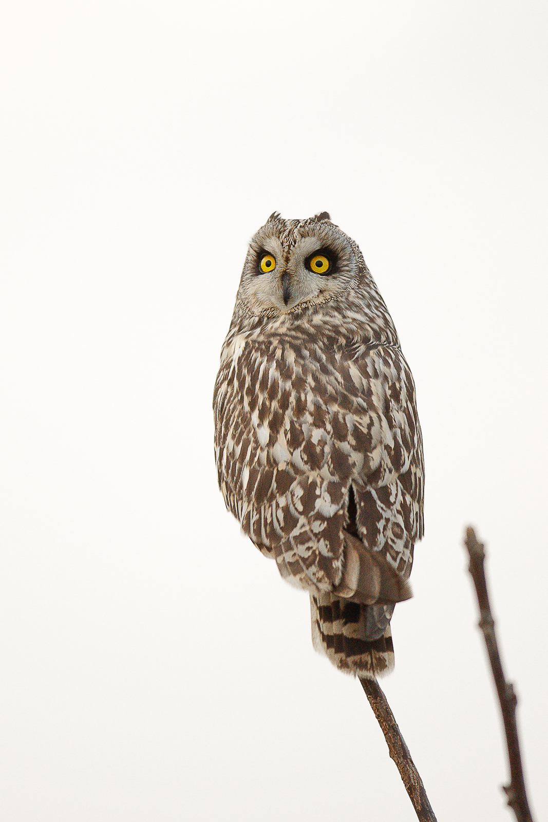 Hibou des marais