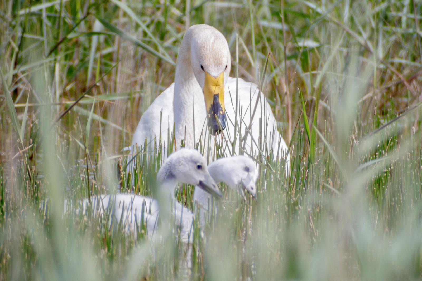 Cygnes chanteurs