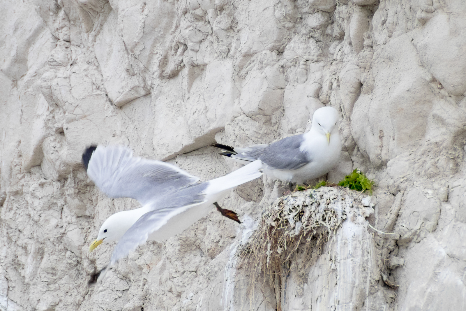 Mouettes tridactyles