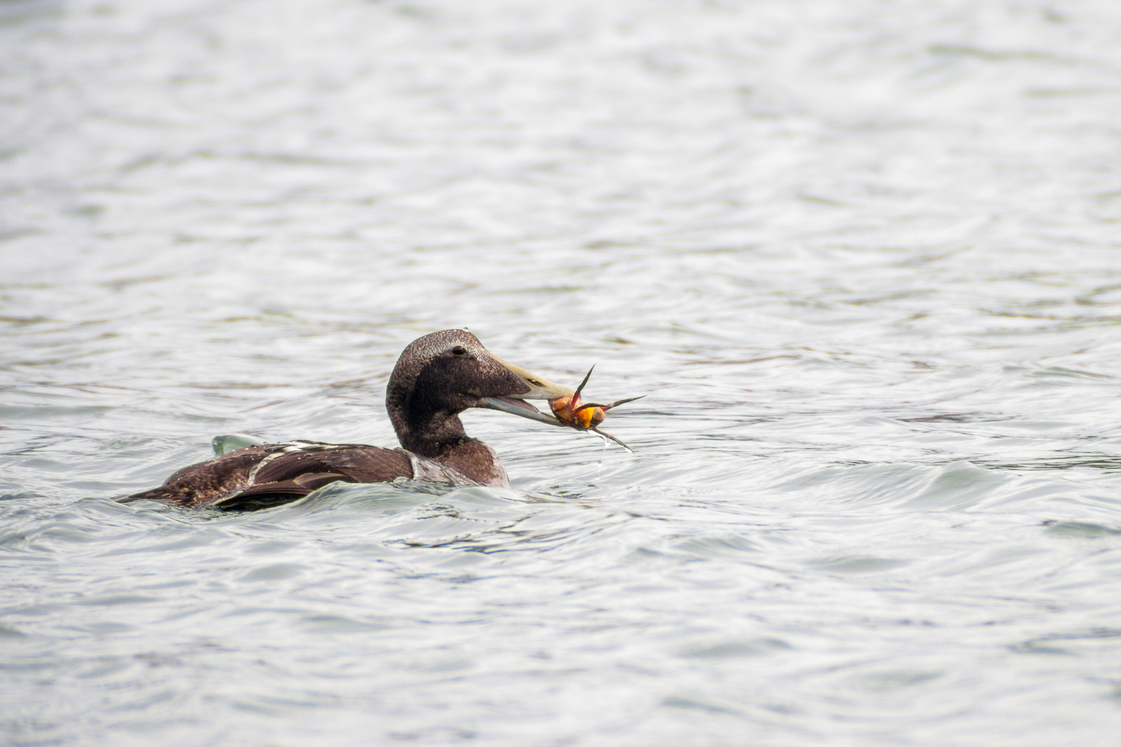 Eider à duvet