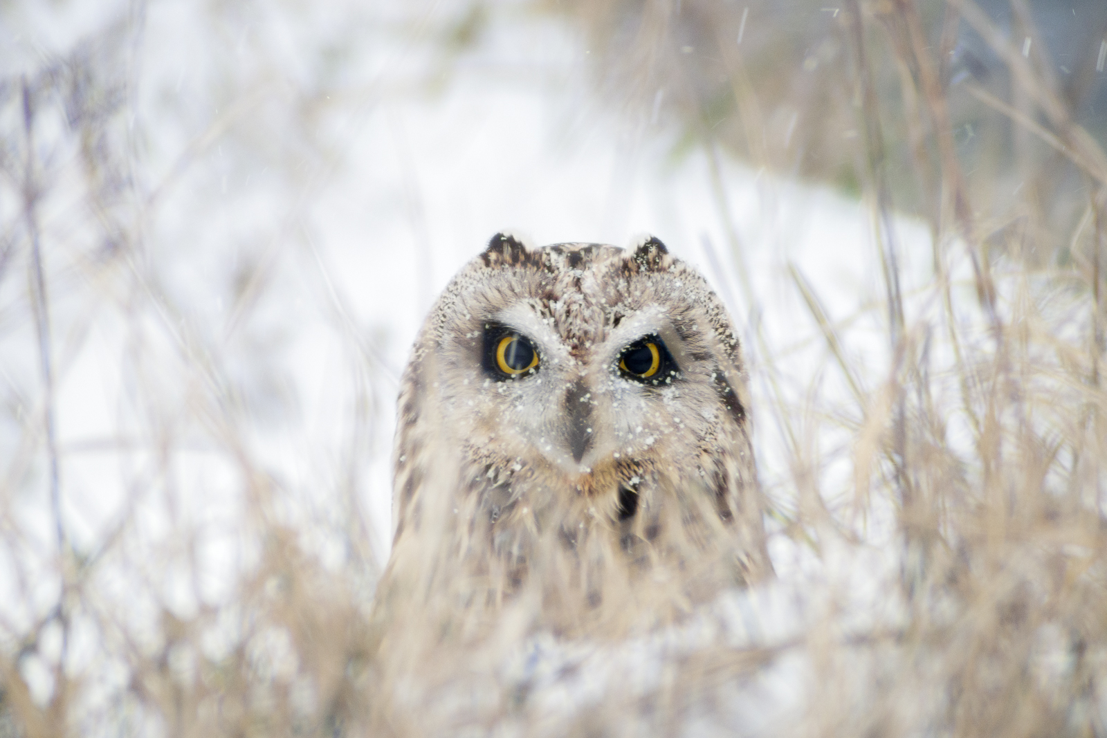 Hibou des marais