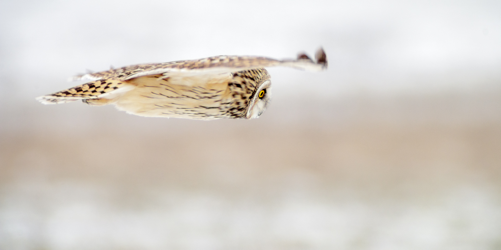 Hibou des marais
