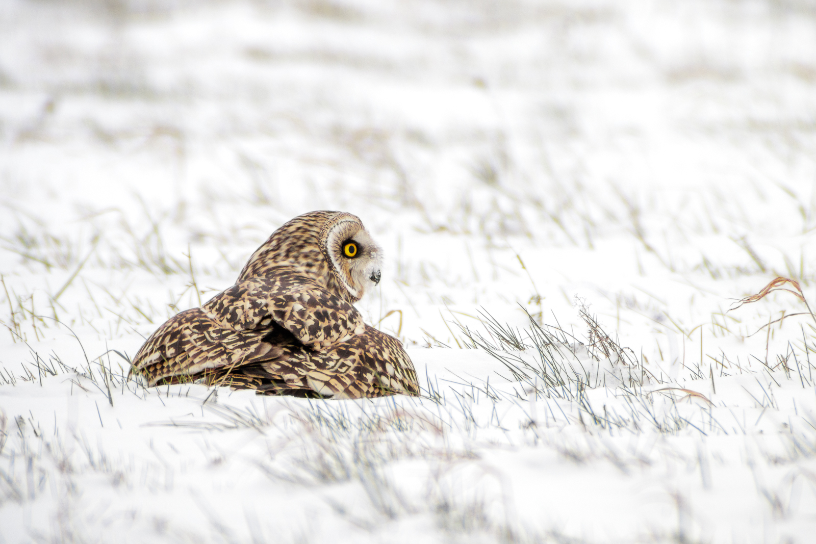 Hibou des marais