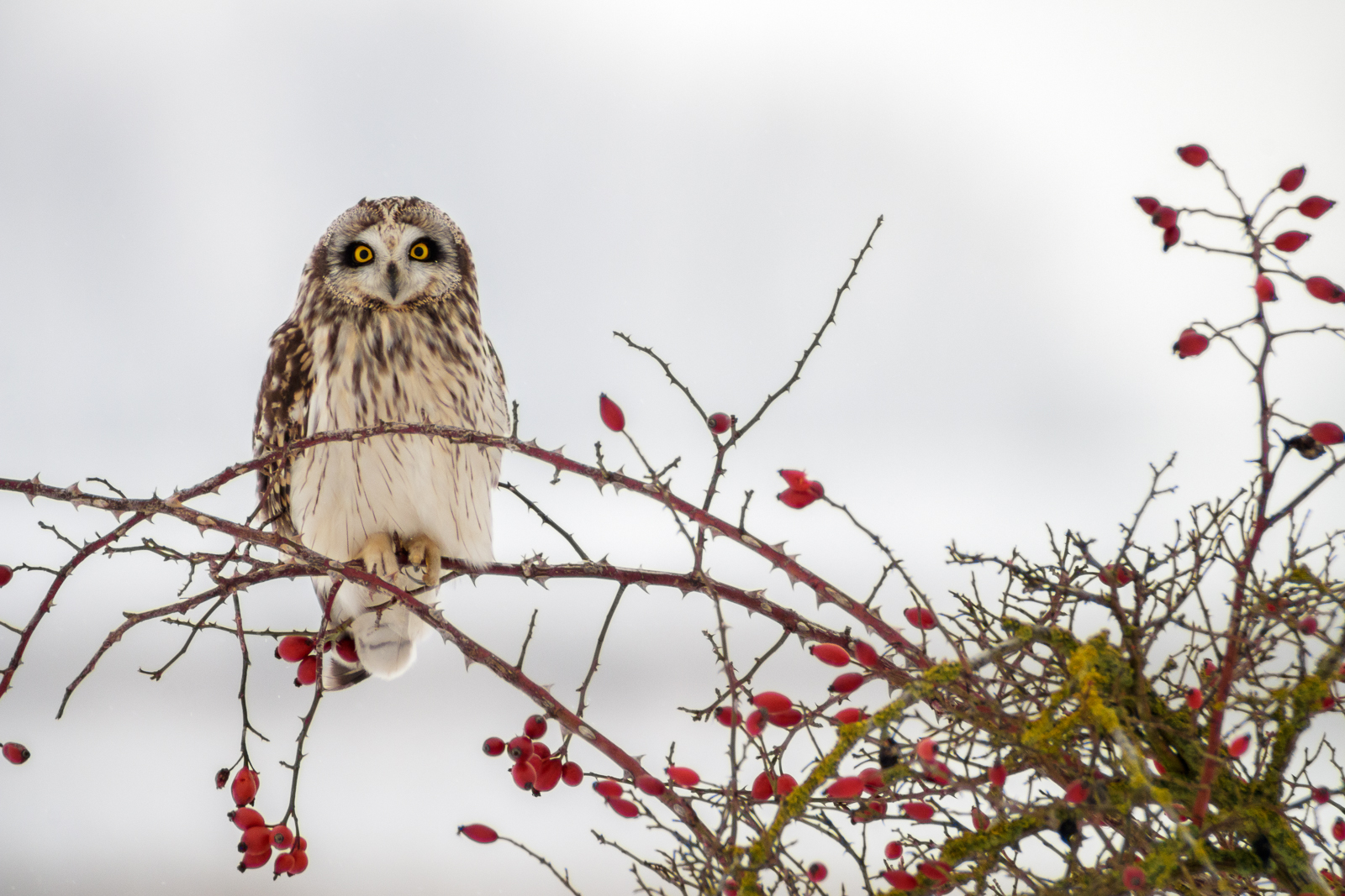 Hibou des marais