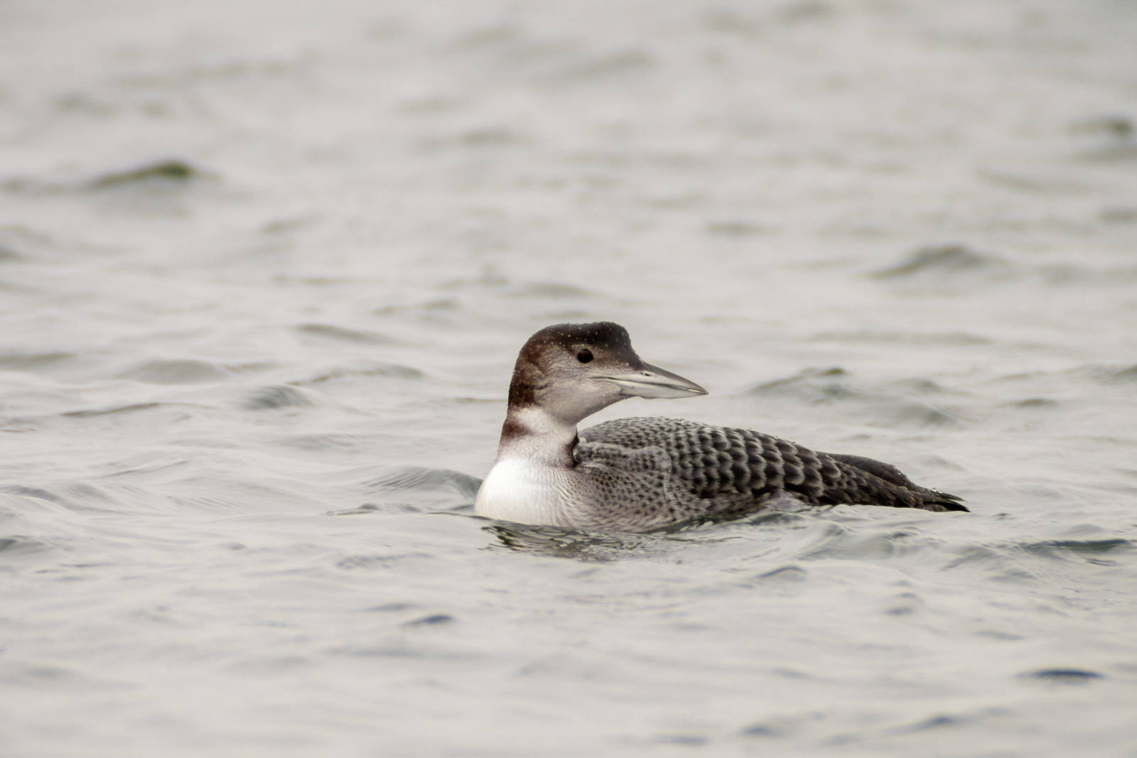 Plongeon imbrin