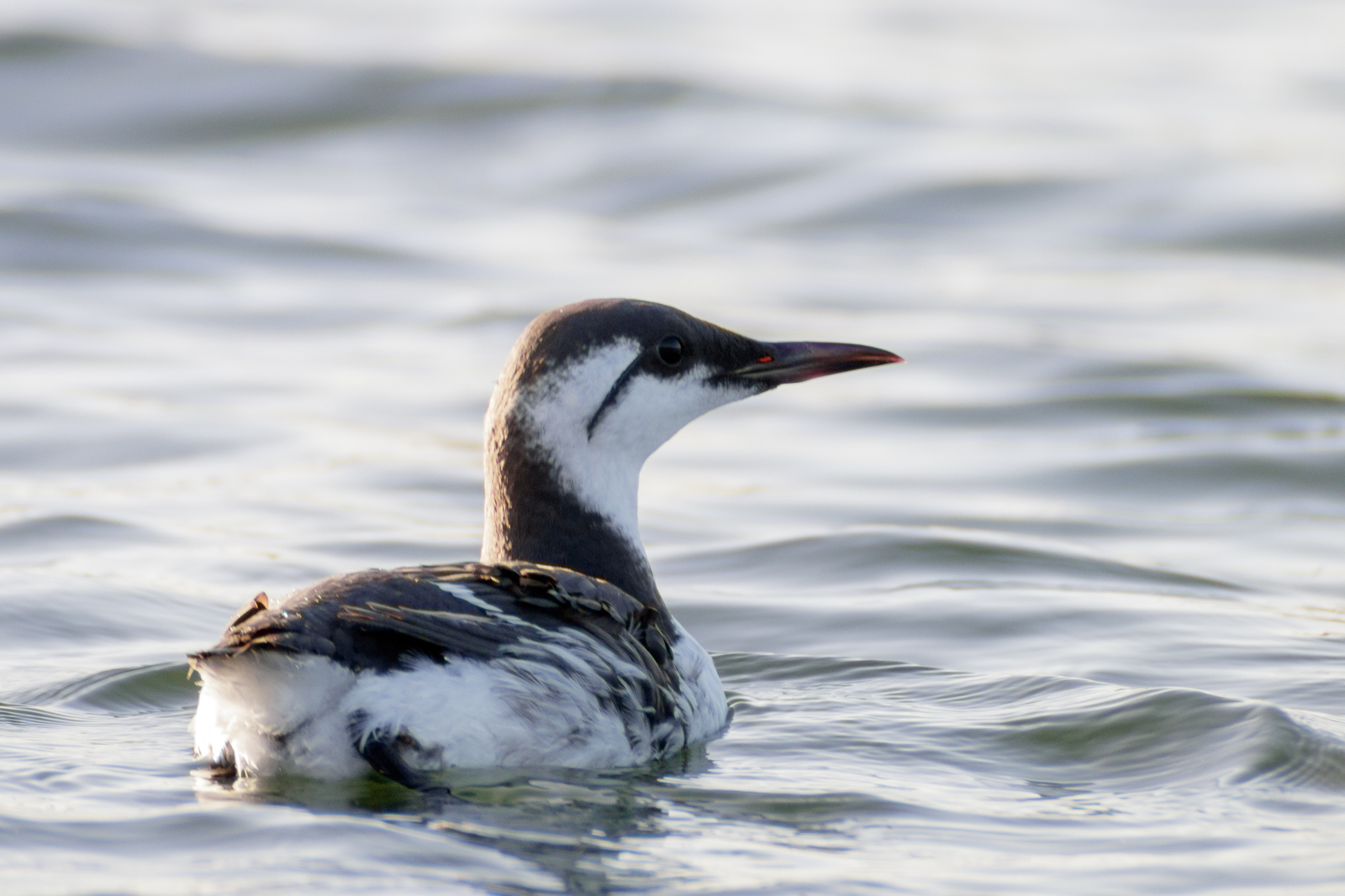Guillemot de Troïl