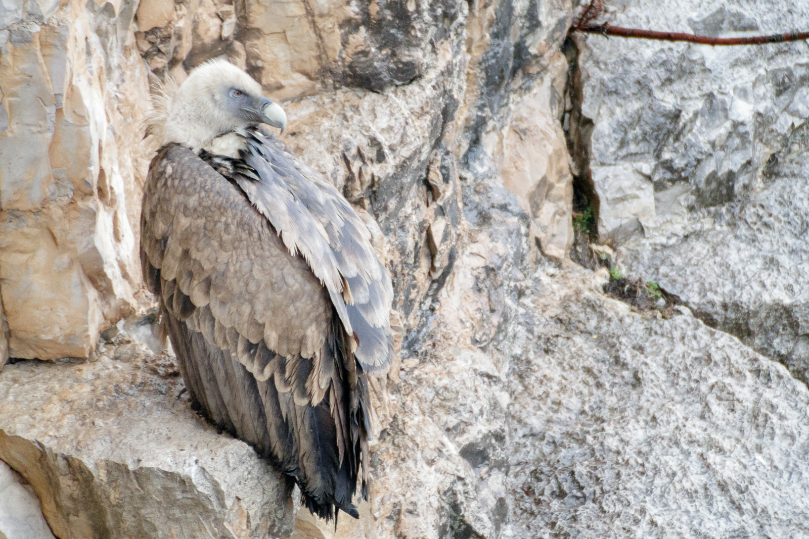 Vautour fauve