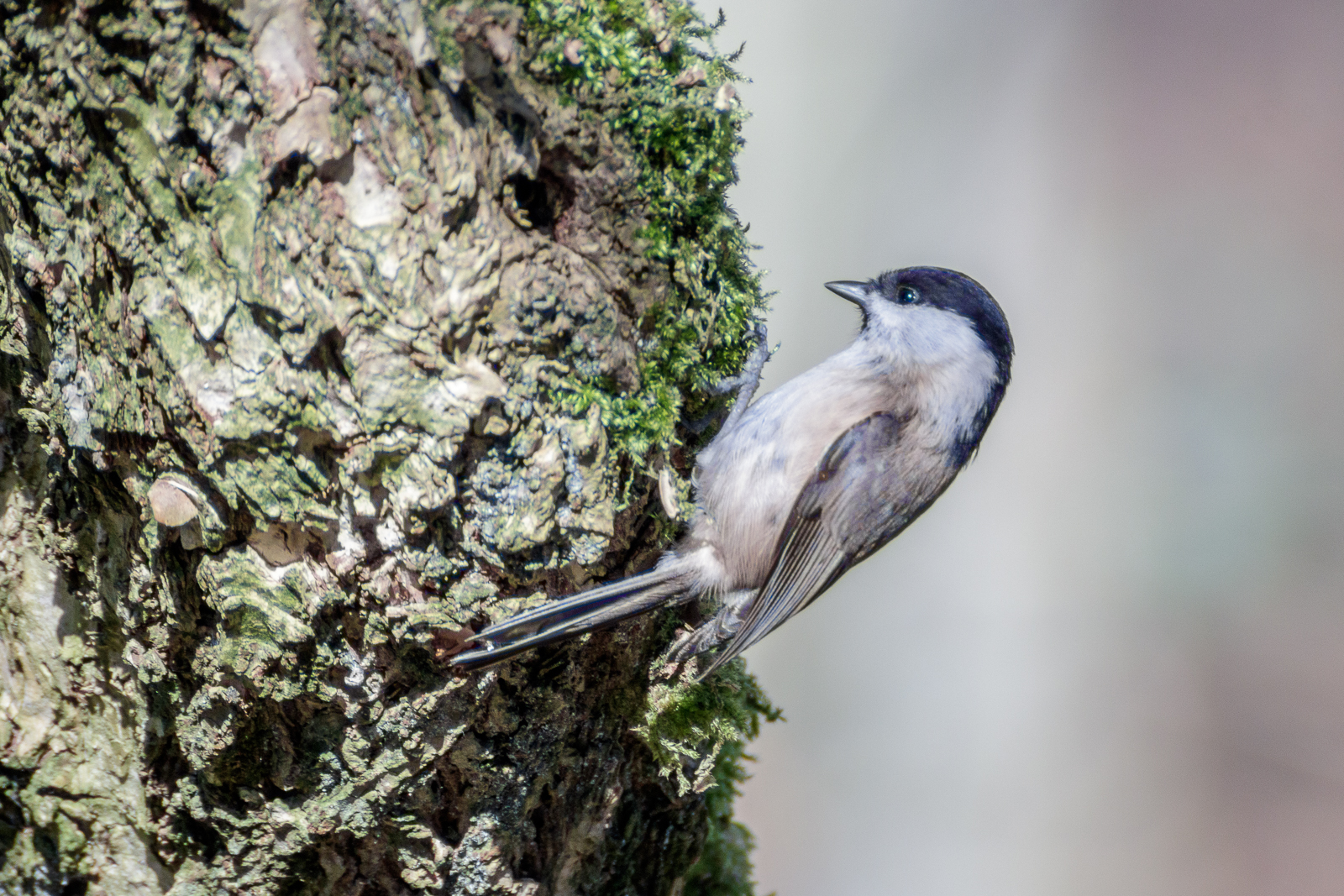 Mésange nonnette